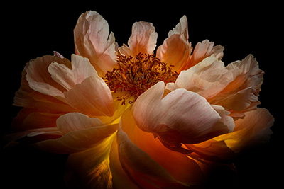 Floral als hochaufl&ouml;sende Fotos und Motiv