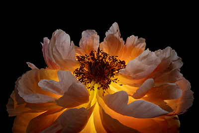 Floral als hochaufl&ouml;sende Fotos und Motiv