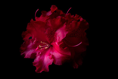 Floral als hochaufl&ouml;sende Fotos und Motiv