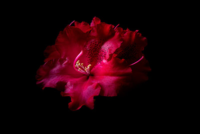 Floral als hochaufl&ouml;sende Fotos und Motiv