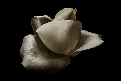 Floral als hochaufl&ouml;sende Fotos und Motiv