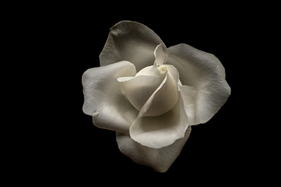 Floral als hochaufl&ouml;sende Fotos und Motiv