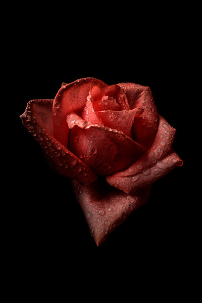 Floral als hochaufl&ouml;sende Fotos und Motiv