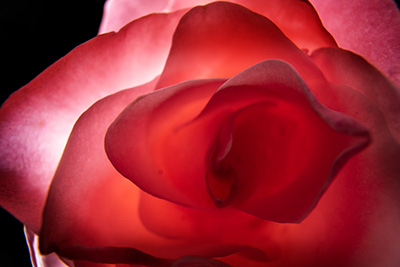 Floral als hochaufl&ouml;sende Fotos und Motiv