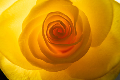 Floral als hochaufl&ouml;sende Fotos und Motiv