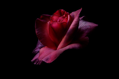 Floral als hochaufl&ouml;sende Fotos und Motiv