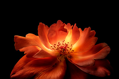 Floral als hochaufl&ouml;sende Fotos und Motiv