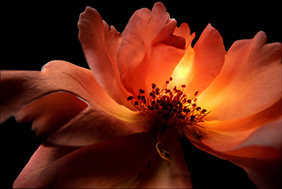 Floral als hochaufl&ouml;sende Fotos und Motiv