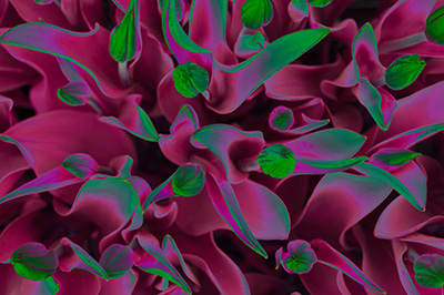 Floral als hochaufl&ouml;sende Fotos und Motiv