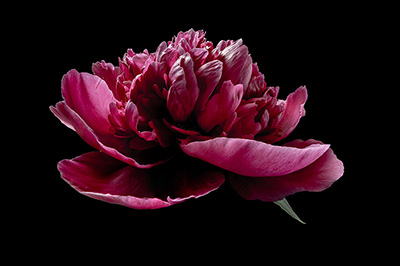 Floral als hochaufl&ouml;sende Fotos und Motiv