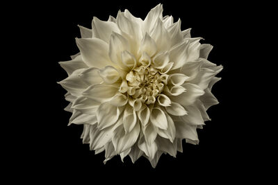 Floral als hochaufl&ouml;sende Fotos und Motiv