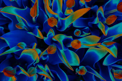 Floral als hochaufl&ouml;sende Fotos und Motiv