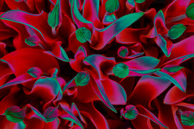 Floral als hochaufl&ouml;sende Fotos und Motiv