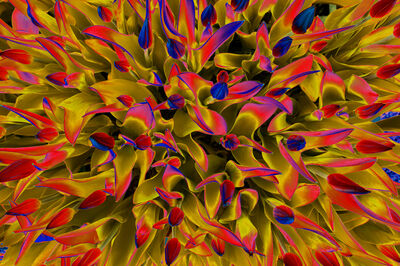 Floral als hochaufl&ouml;sende Fotos und Motiv