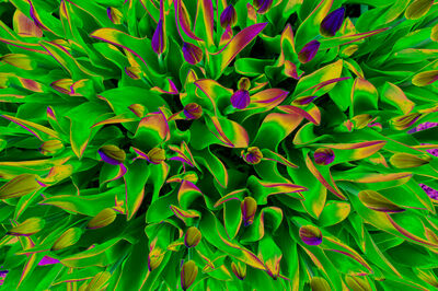 Floral als hochaufl&ouml;sende Fotos und Motiv