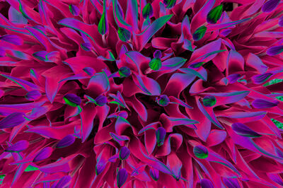 Floral als hochaufl&ouml;sende Fotos und Motiv