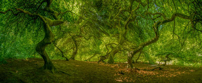 Gr&uuml;ne Bilder als hochaufl&ouml;sende Fotos und Motiv