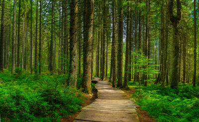 Gr&uuml;ne Bilder als hochaufl&ouml;sende Fotos und Motiv
