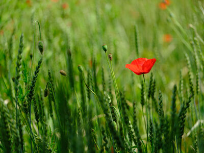 Gr&uuml;ne Bilder als hochaufl&ouml;sende Fotos und Motiv