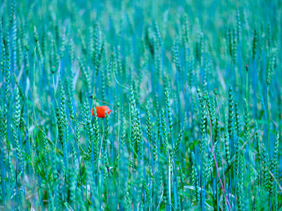 Gr&uuml;ne Bilder als hochaufl&ouml;sende Fotos und Motiv